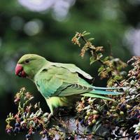 A close up of a Green Ring Necked Parakeet photo