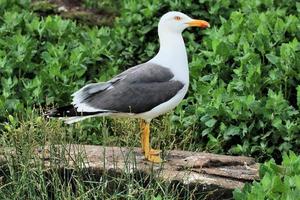 A close up of a Gull photo