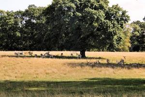 A view of a Fallow Deer photo