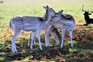 A view of a Fallow Deer photo