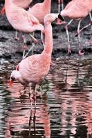 A view of a Flamingo photo