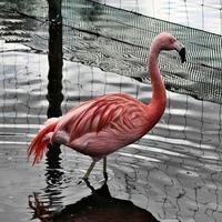 A view of a Flamingo photo