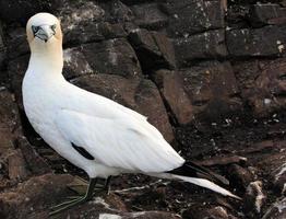 A close up of a Gannet on Bass Rock in Scotland photo