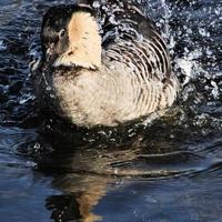 A close up of a Hawaiian Goose photo