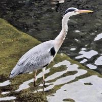 A close up of a Grey Heron in London photo