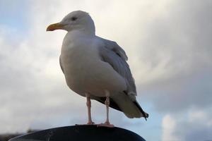 una vista de una gaviota argéntea cerca del mar foto