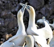A close up of a Gannet at Bass Rock in Scotland photo