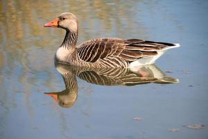 A close up of a Greylag Goose photo