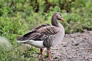 A close up of a Greylag Goose photo