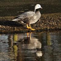 A close up of an Emporer Goose photo