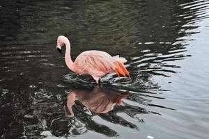 A view of a Flamingo in the water photo