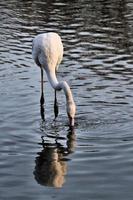 A view of a Flamingo in the water photo