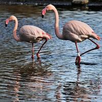 A view of a Flamingo photo