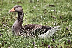 A close up of a Greylag Goose photo