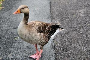 A close up of a Greylag Goose photo