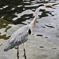 A close up of a Grey Heron in London photo