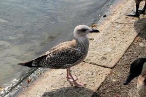 A view of a Herring Gull near the sea photo