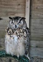 A view of an Eagle Owl photo