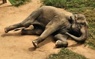 A close up of an Elephant photo