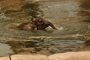 un primer plano de un elefante foto