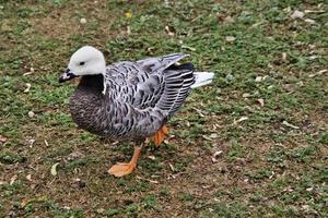 A close up of an Emporer Goose photo