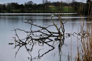 A view of ellesmere Lake photo