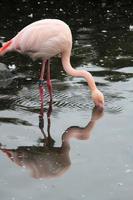 A view of a Flamingo in the water photo