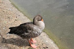 A close up of a Greylag Goose photo