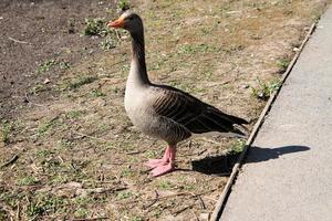 A close up of a Greylag Goose photo