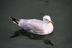 A view of a Herring Gull near the sea photo