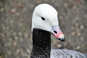 A close up of an Emporer Goose photo