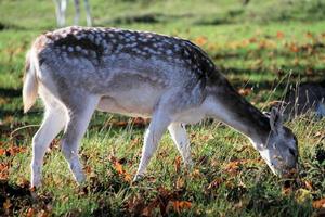 A view of a Fallow Deer photo