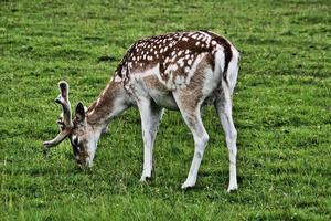 A view of a Fallow Deer photo