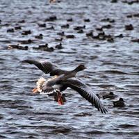 A close up of a Greylag Goose photo