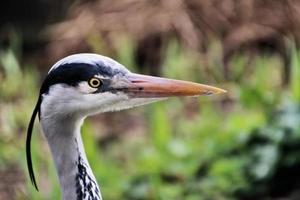 un primer plano de una garza gris en Londres foto