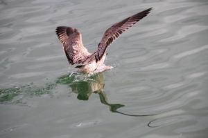 A view of a Herring Gull near the sea photo