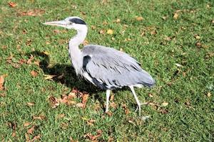 A close up of a Grey Heron in London photo