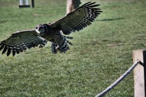 A view of an Eagle Owl photo