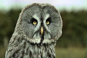 A view of an Eagle Owl photo