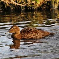 un primer plano de un pato eider foto