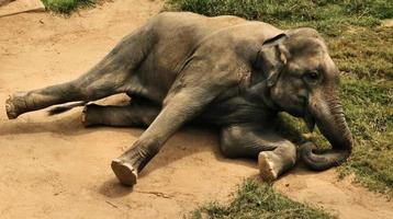 A close up of an Elephant photo