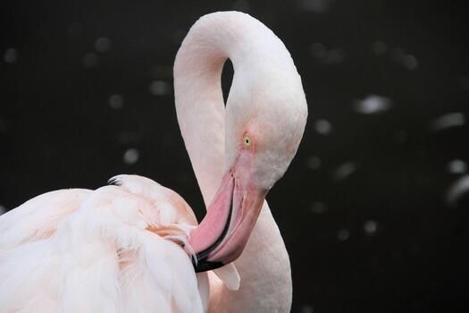 A view of a Flamingo in the water photo