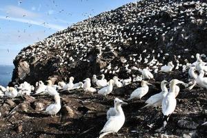 A close up of a Gannet on Bass Rock in Scotland photo