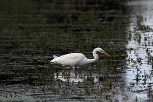A view of a Great White Egret photo