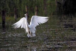 A view of a Great White Egret photo