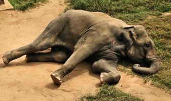 A close up of an Elephant photo