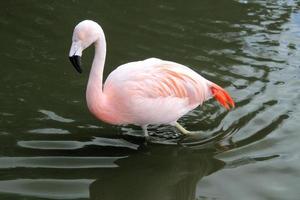 A view of a Flamingo in the water photo