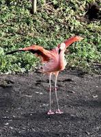 A view of a Flamingo in the water photo