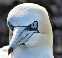 A close up of a Gannet at Bass Rock in Scotland photo