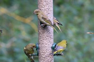 un verderón en un comedero para pájaros foto